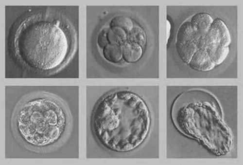 养襄胚5天发育慢怎么回事？和胚胎质量关系很大！