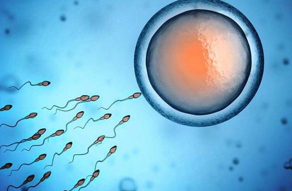 精子和卵子结合一定会怀孕吗？结合后就等于怀孕吗？